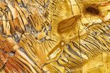 Polished Orange Brecciated Jasper - Nevada #378126-1